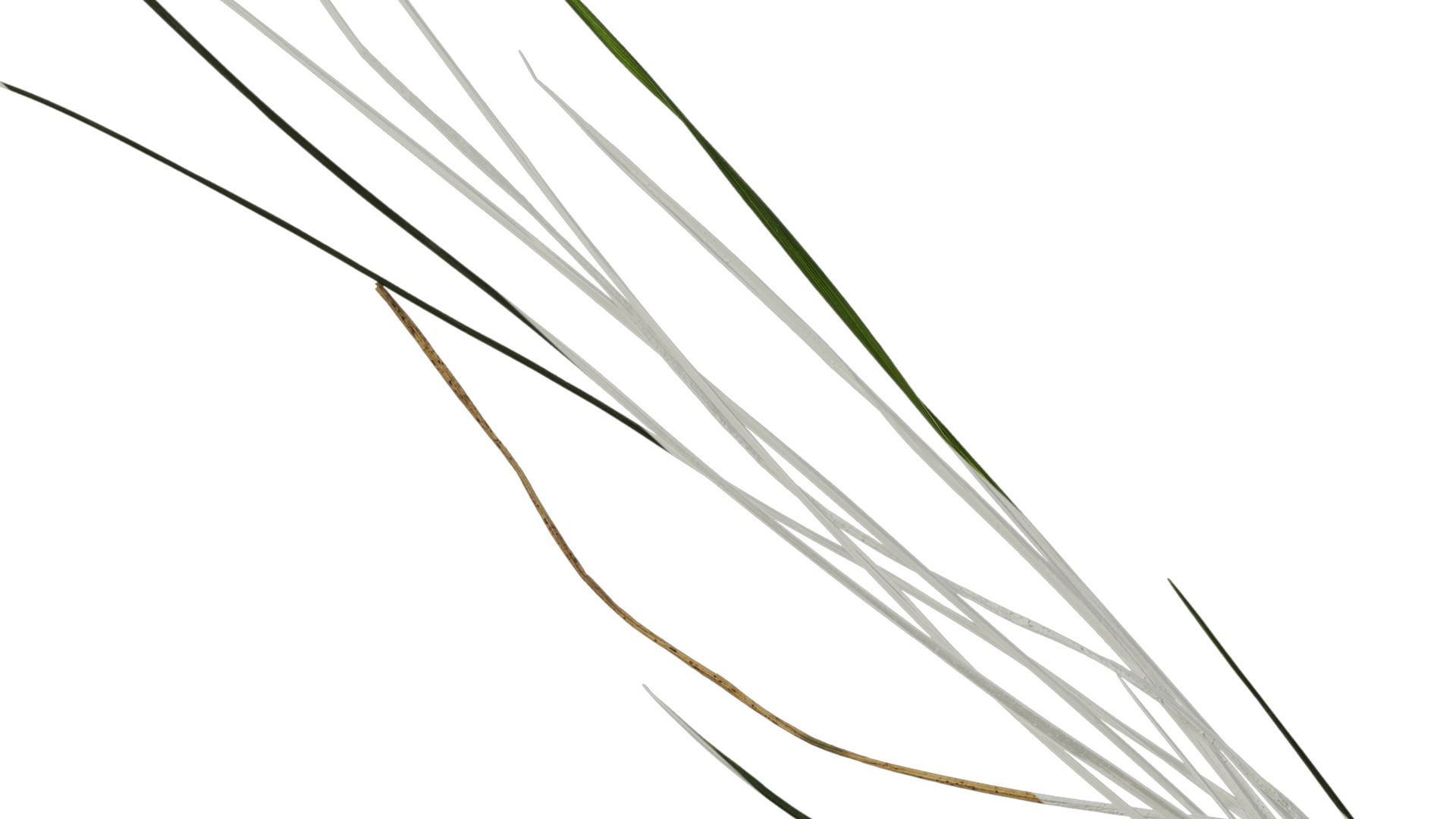 Anydrafts Lolium perenne Atlas 14 Texture_7