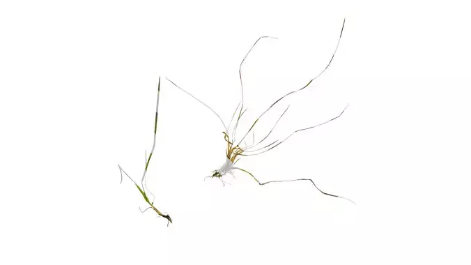 Anydrafts Lolium perenne Atlas 15