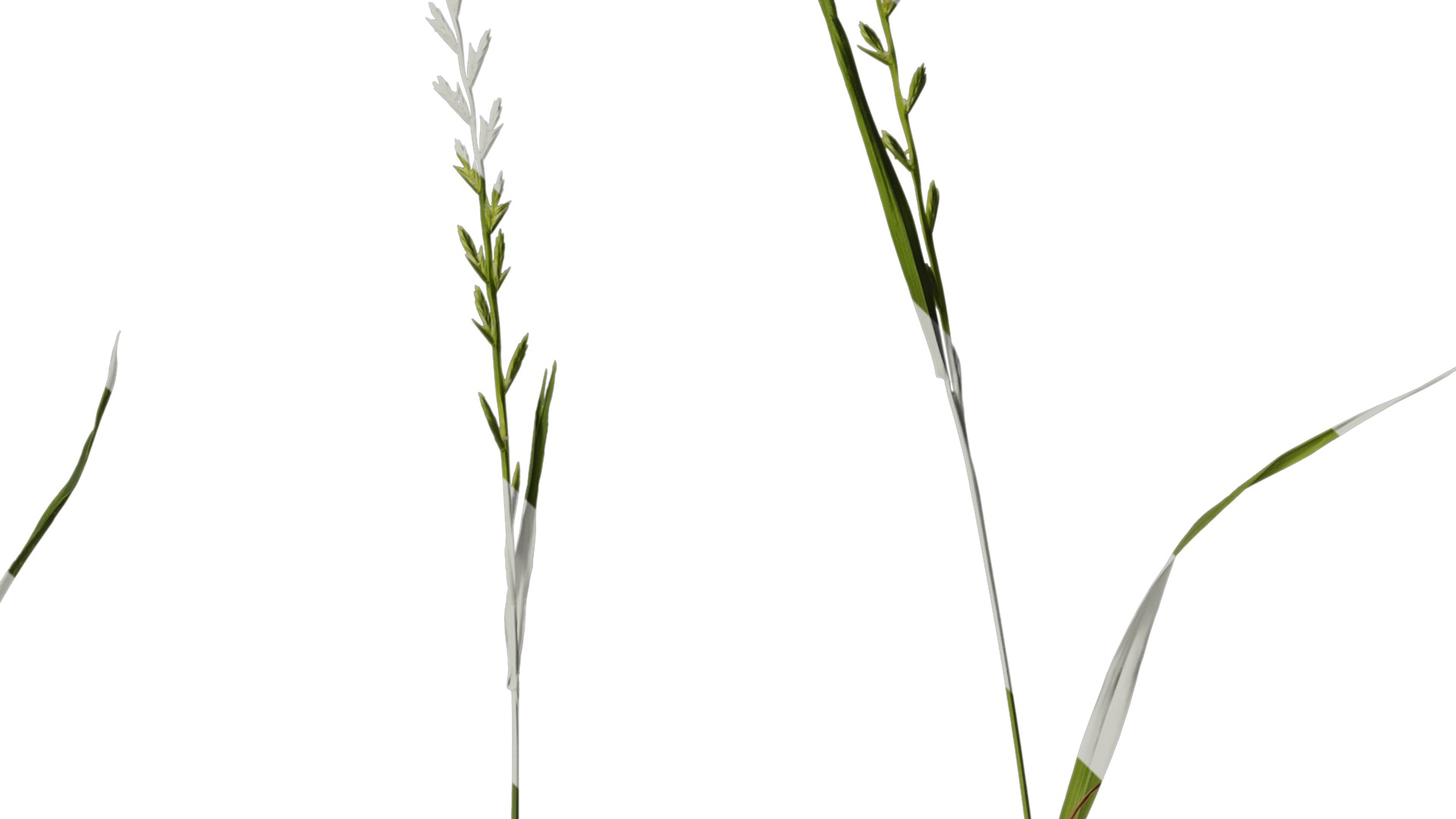 Anydrafts Lolium perenne Atlas 17 Texture_4