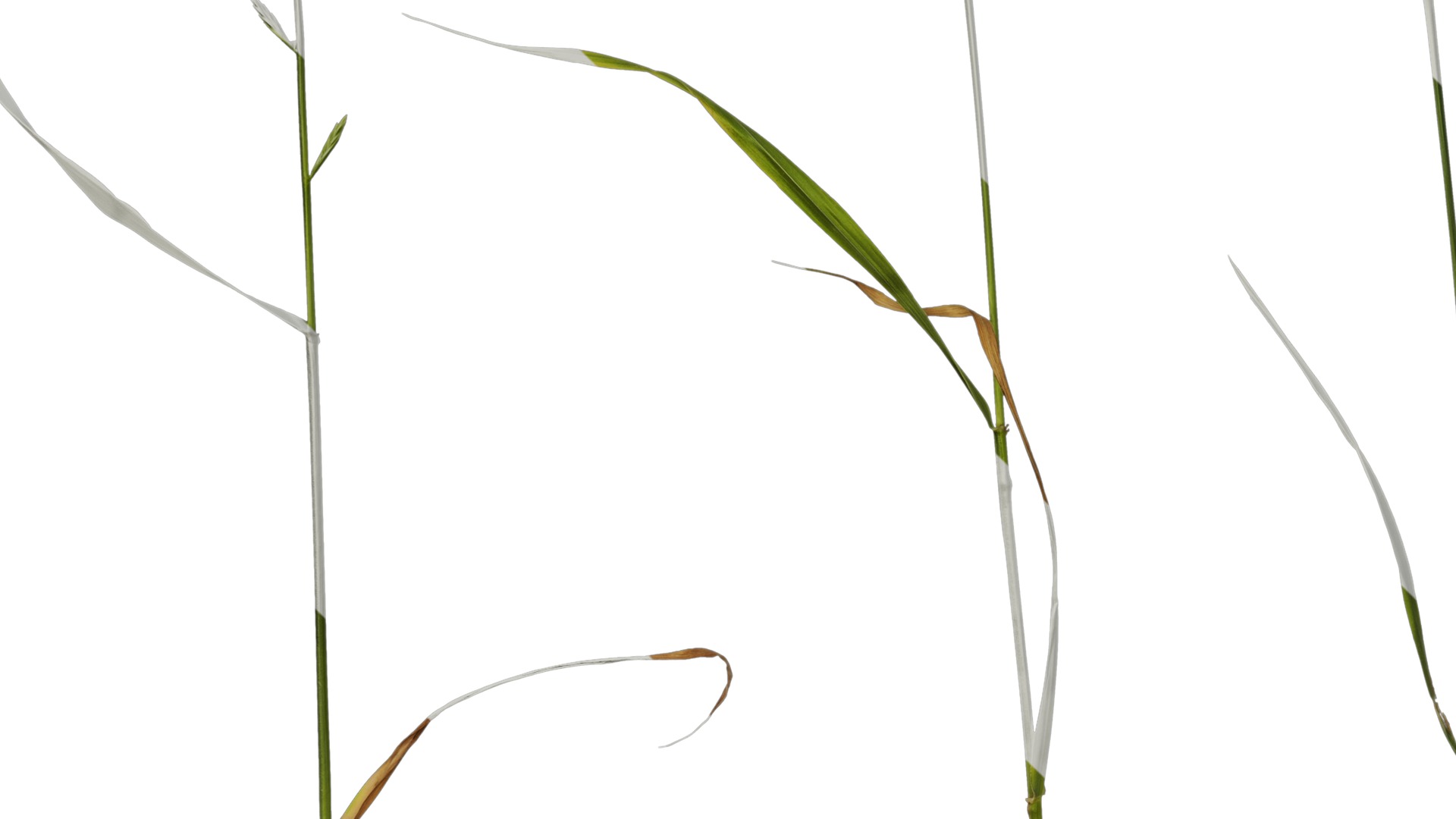 Anydrafts Lolium perenne Atlas 17 Texture_5