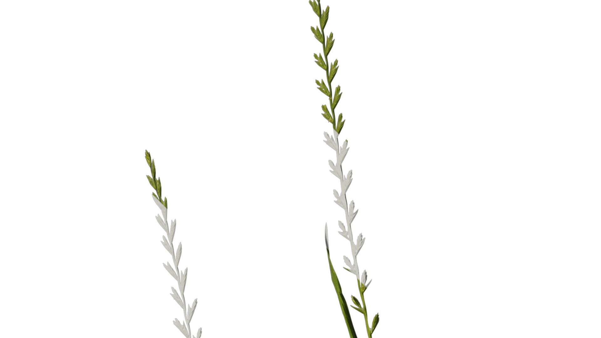 Anydrafts Lolium perenne Atlas 17 Texture_2