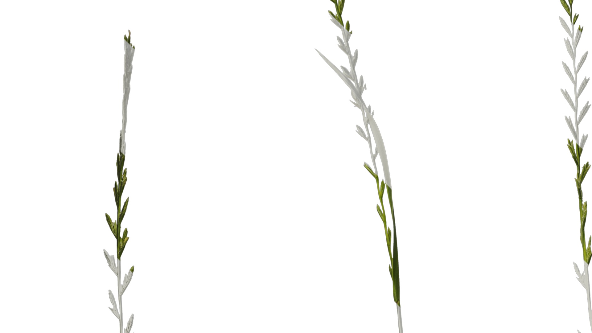 Anydrafts Lolium perenne Atlas 17 Texture_3