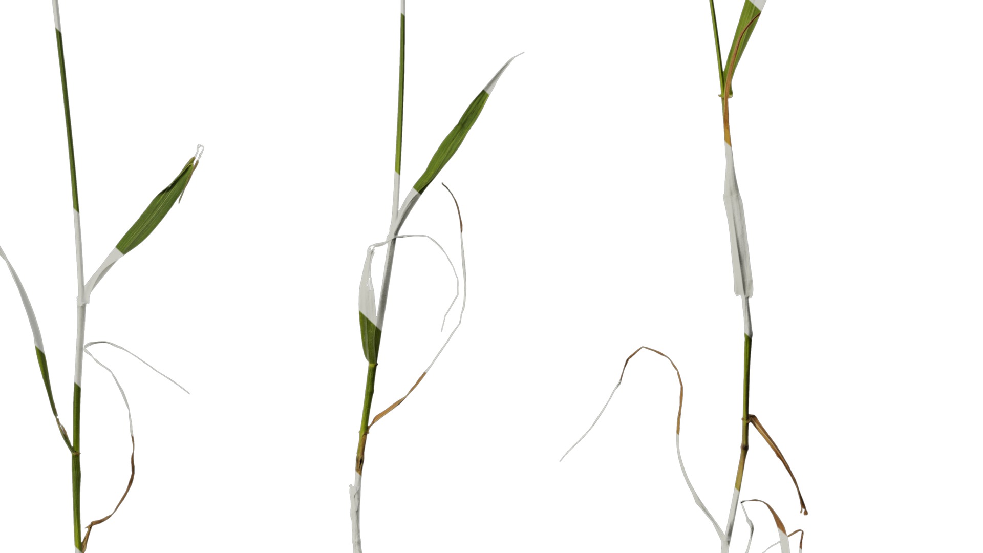 Anydrafts Lolium perenne Atlas 17 Texture_6