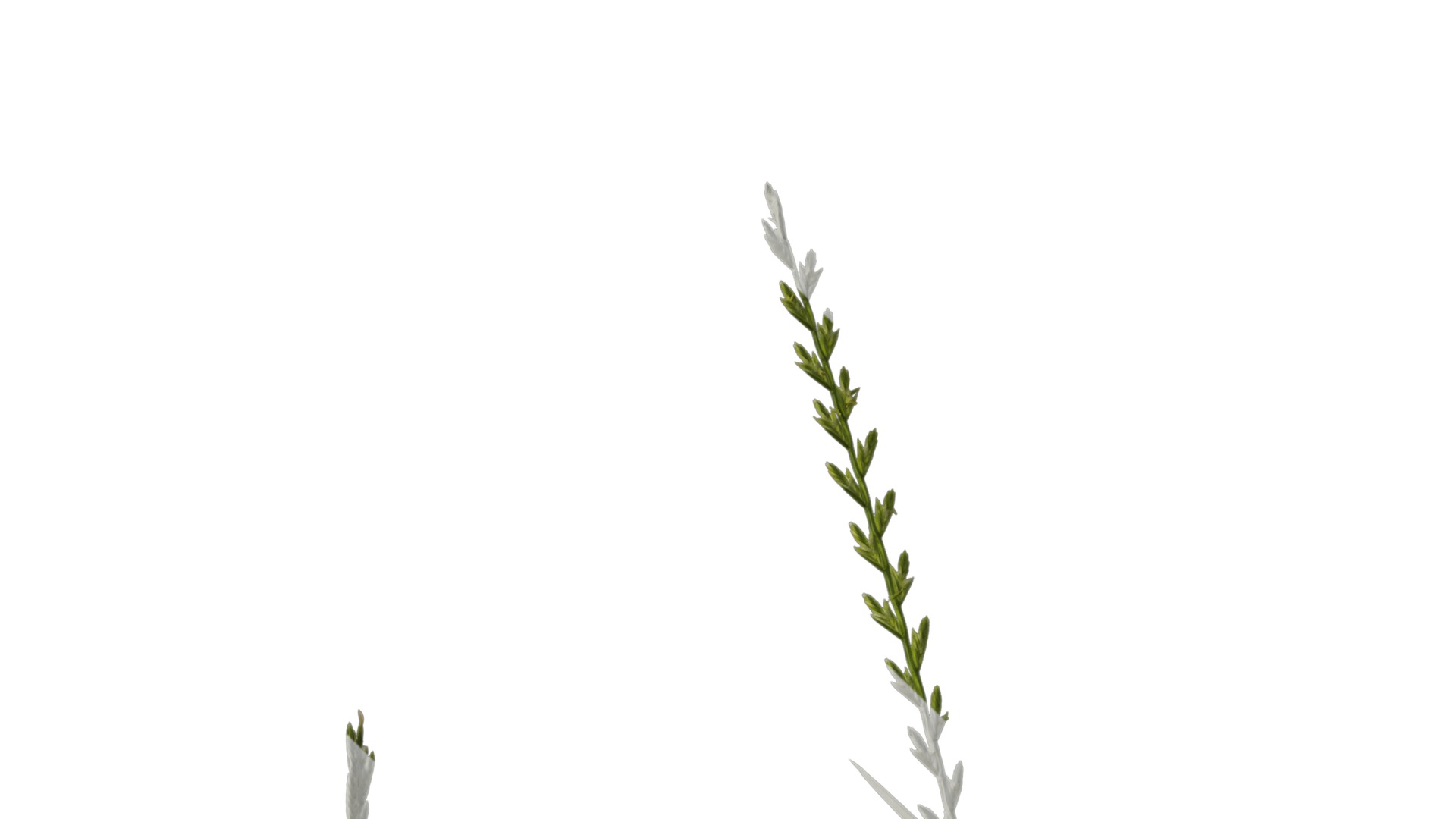 Anydrafts Lolium perenne Atlas 17 Texture_1