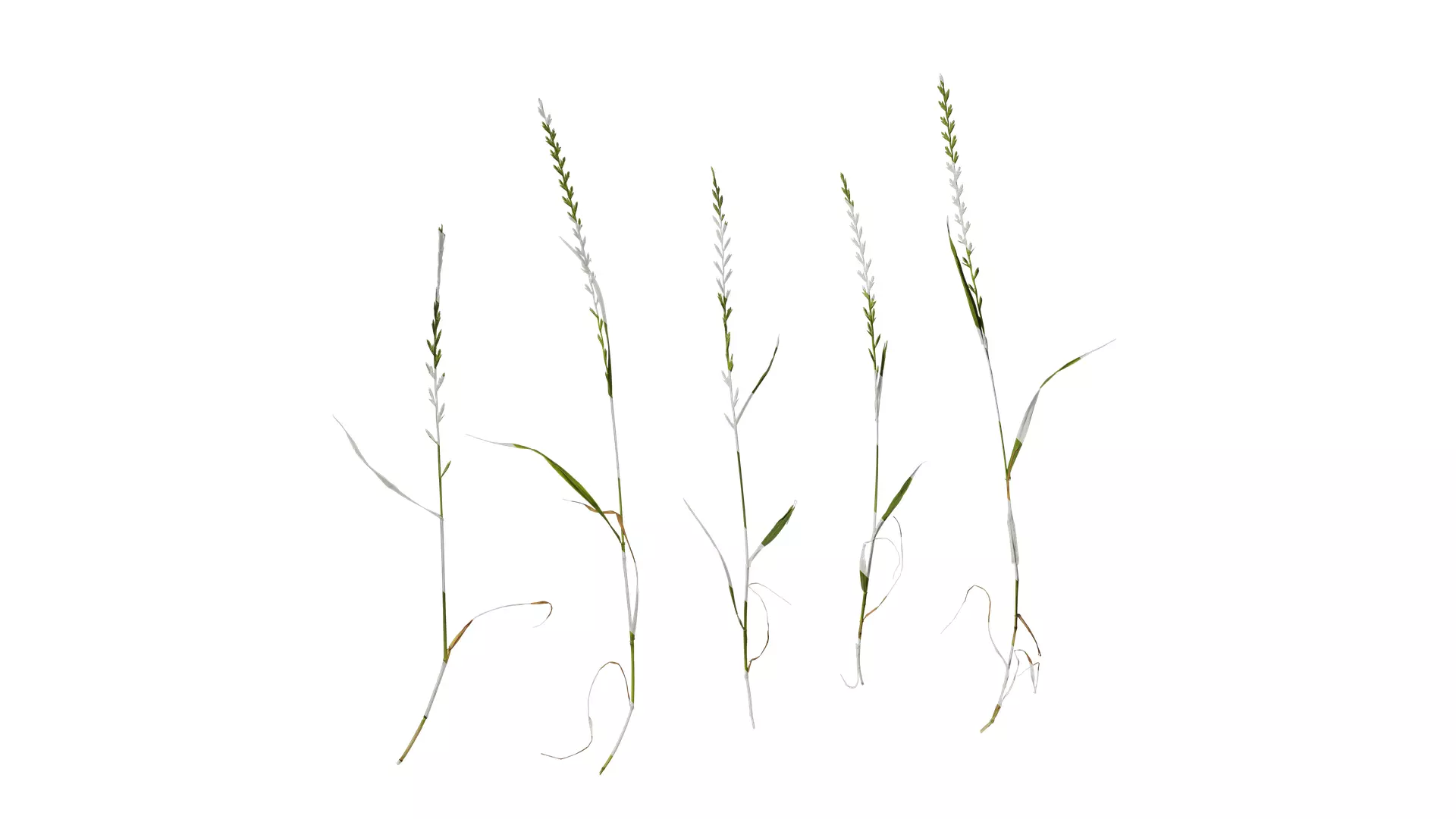 Anydrafts Lolium perenne Atlas 17 Texture_0