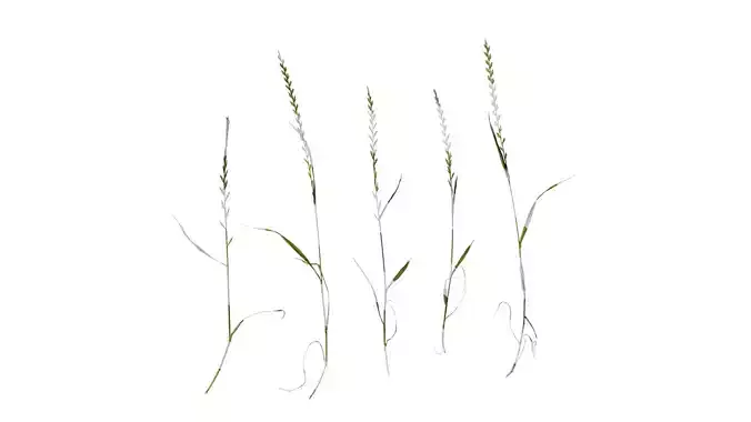 Anydrafts Lolium perenne Atlas 17