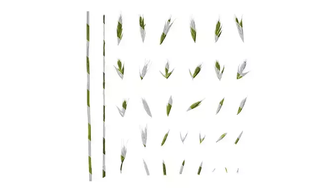 Anydrafts Lolium perenne Inflorescence 03