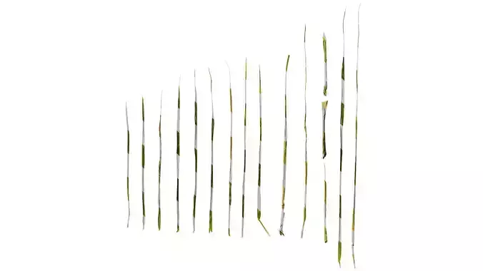 Anydrafts Lolium perenne Leaf 02