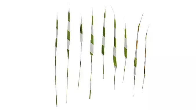 Anydrafts Lolium perenne Leaf 03