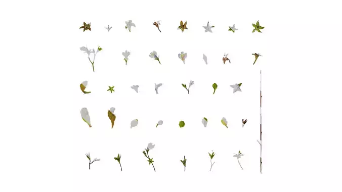 Anydrafts Mazus pumilus Atlas 01