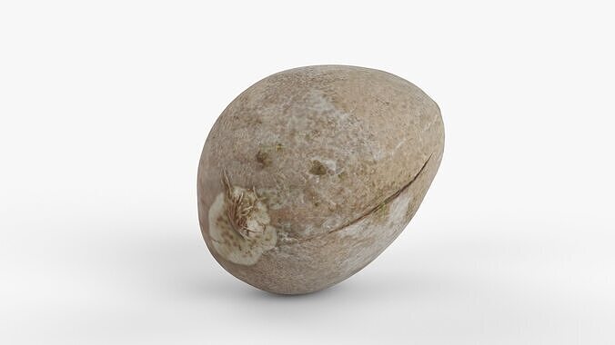 Photorealistic 3D scan of avocado pit Low-poly 3D model 3