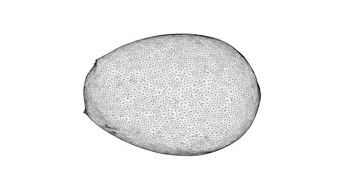 Photorealistic 3D scan of avocado pit Low-poly 3D model 5