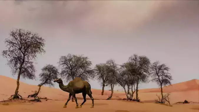 3D Rigged and Animated Arabian Camel Model