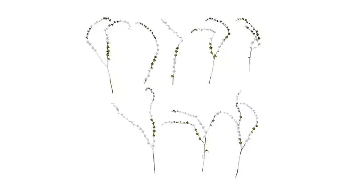 Anydrafts Microula sikkimensis Atlas 02