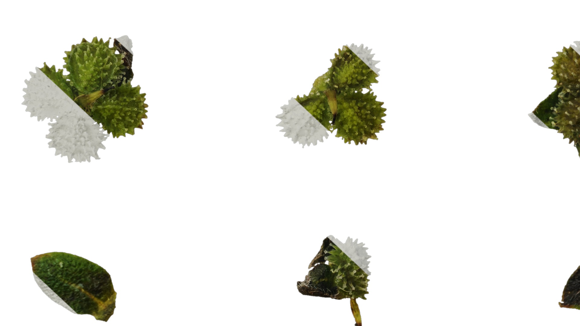 Anydrafts Microula sikkimensis Atlas 04 Texture_7