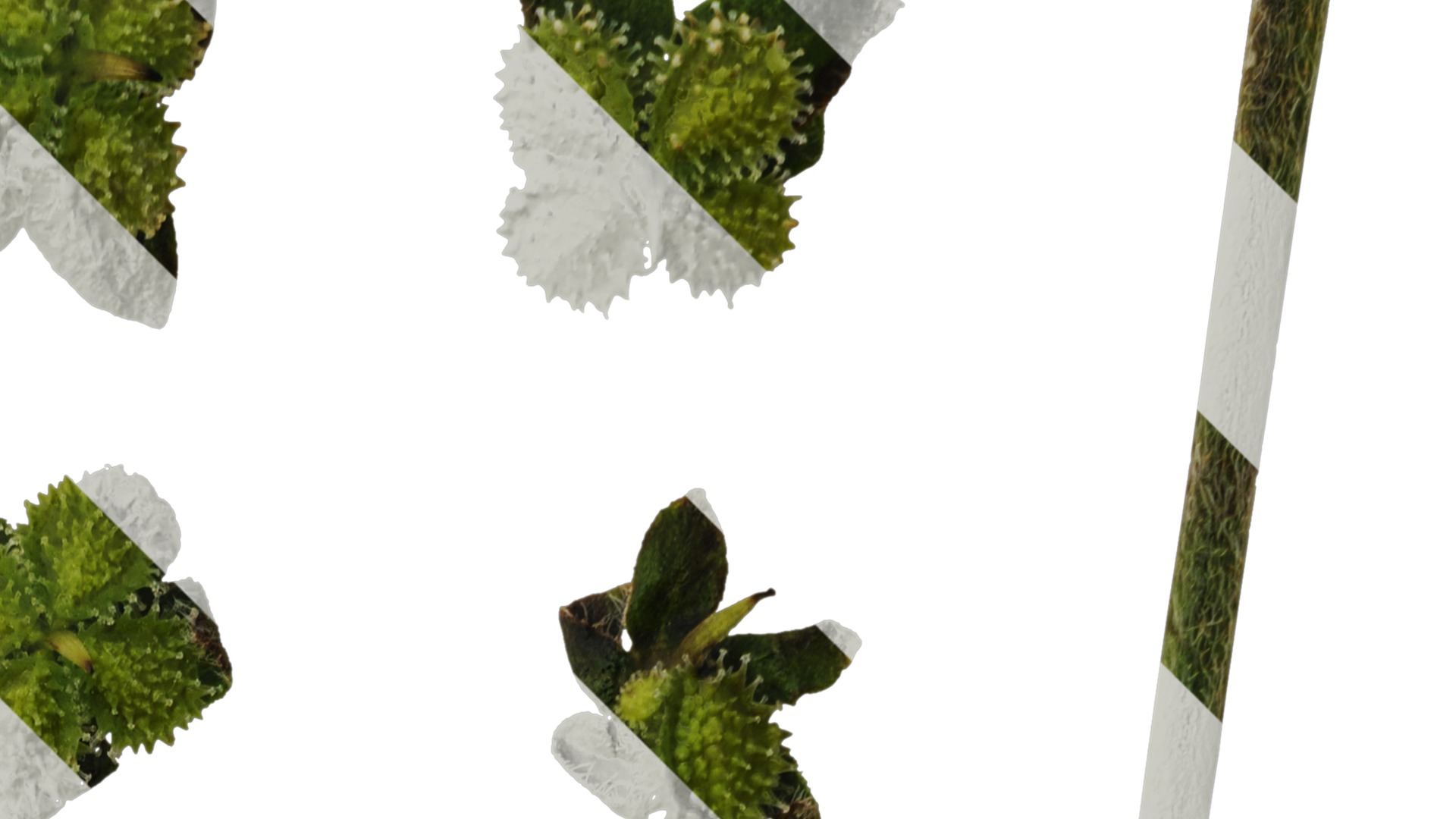 Anydrafts Microula sikkimensis Atlas 04 Texture_2