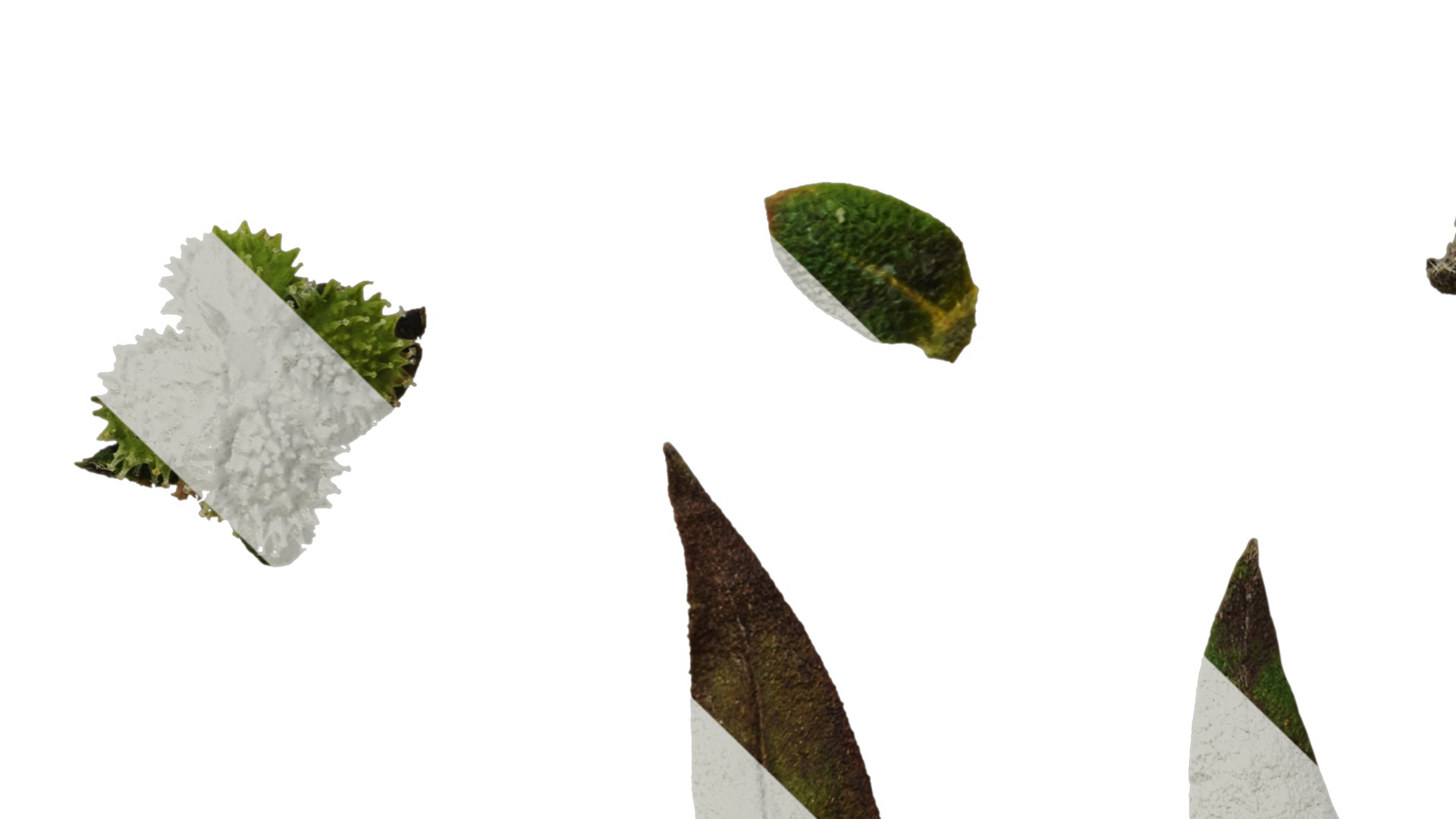 Anydrafts Microula sikkimensis Atlas 04 Texture_5