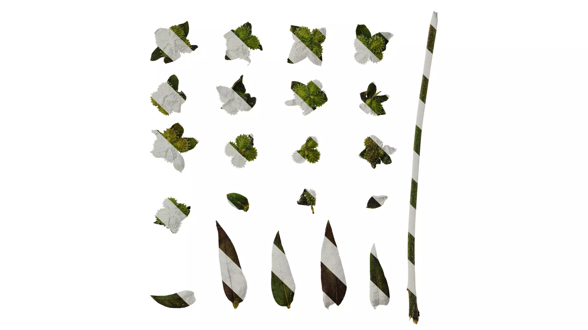 Anydrafts Microula sikkimensis Atlas 04 Texture_0