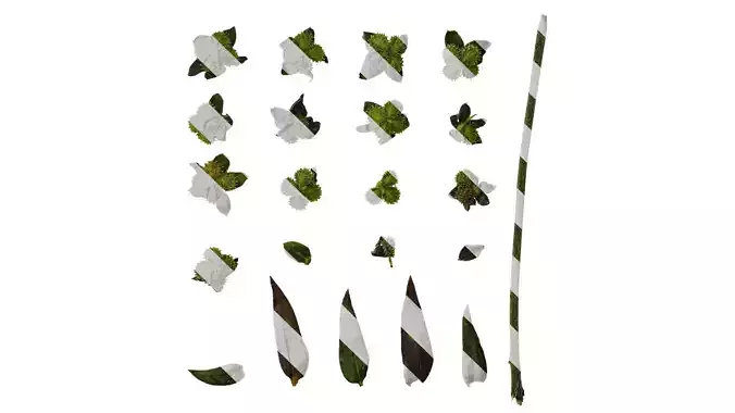 Anydrafts Microula sikkimensis Atlas 04