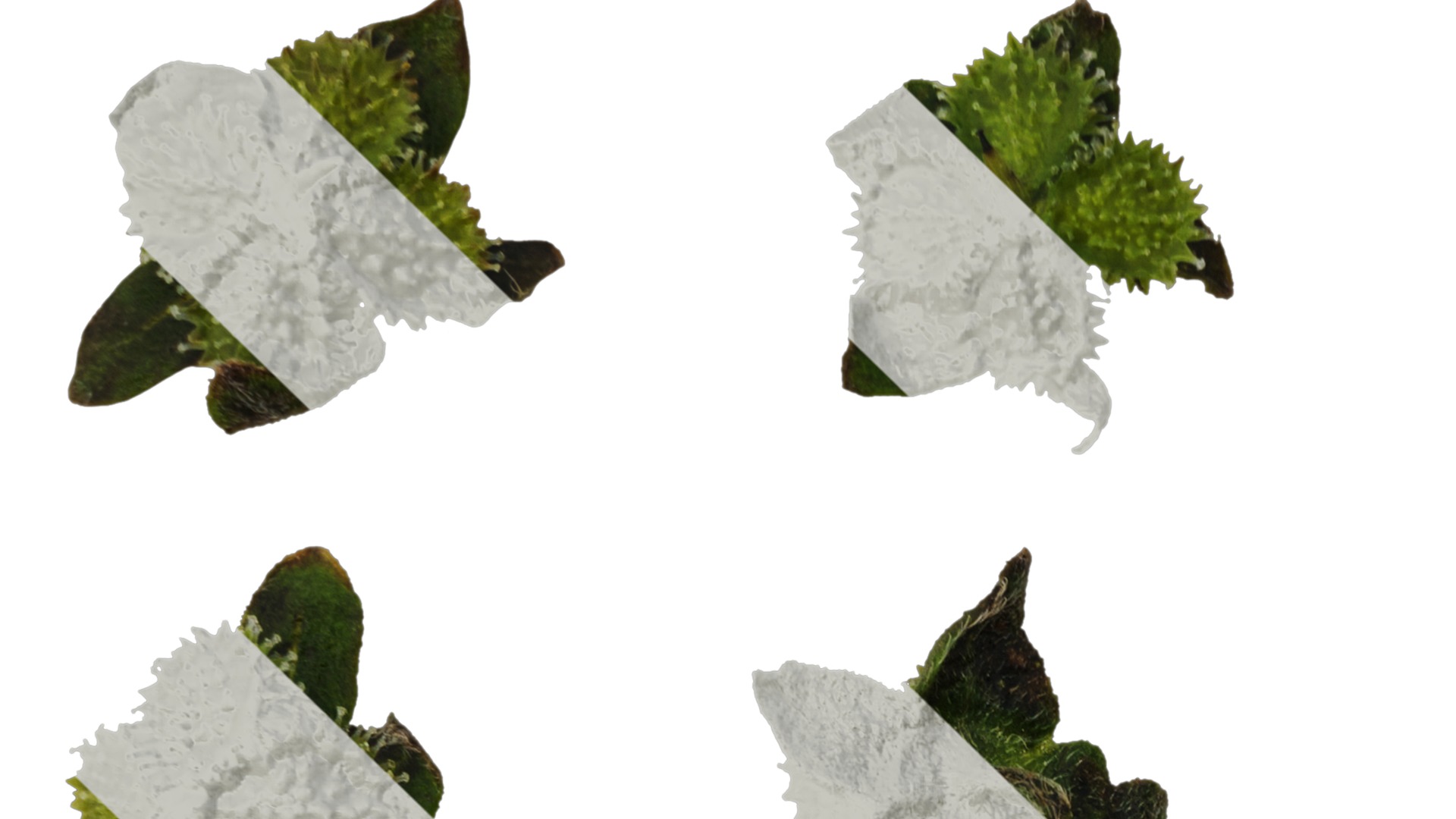 Anydrafts Microula sikkimensis Atlas 04 Texture_1