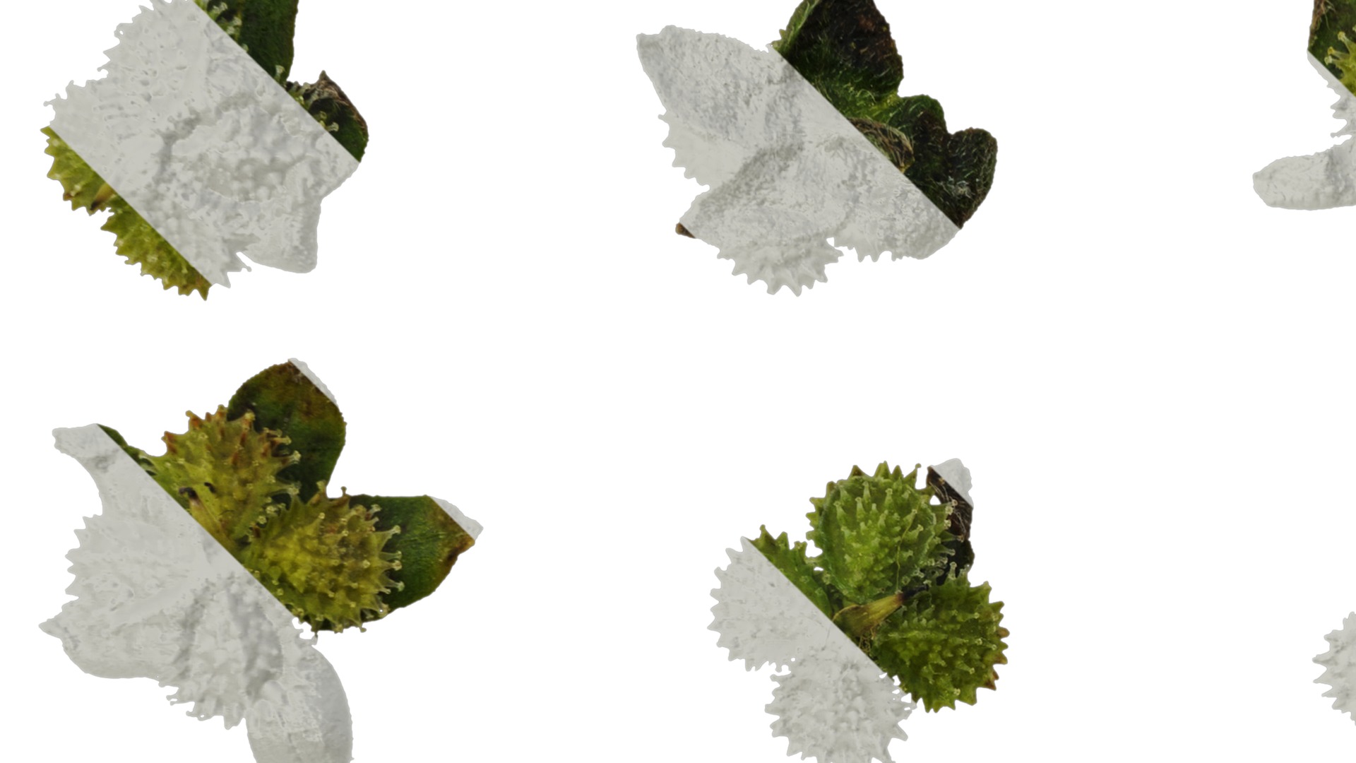 Anydrafts Microula sikkimensis Atlas 04 Texture_3