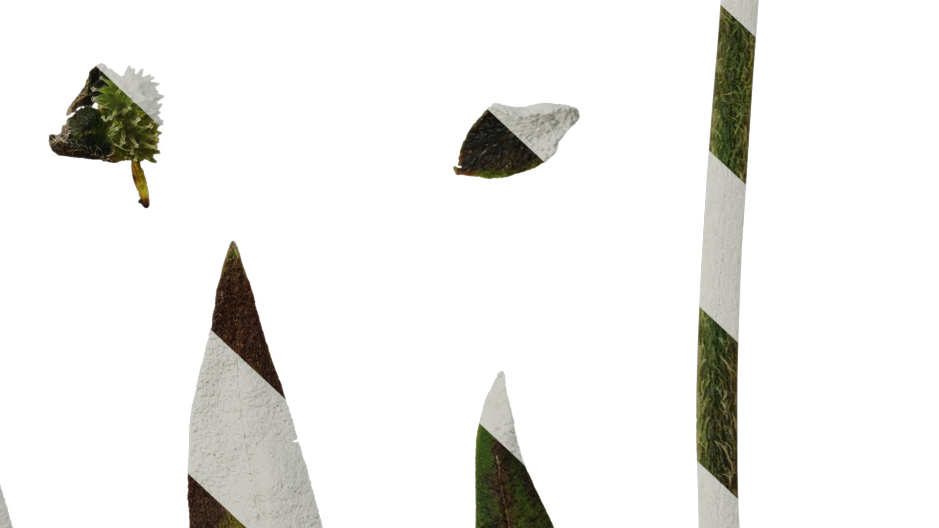 Anydrafts Microula sikkimensis Atlas 04 Texture_6