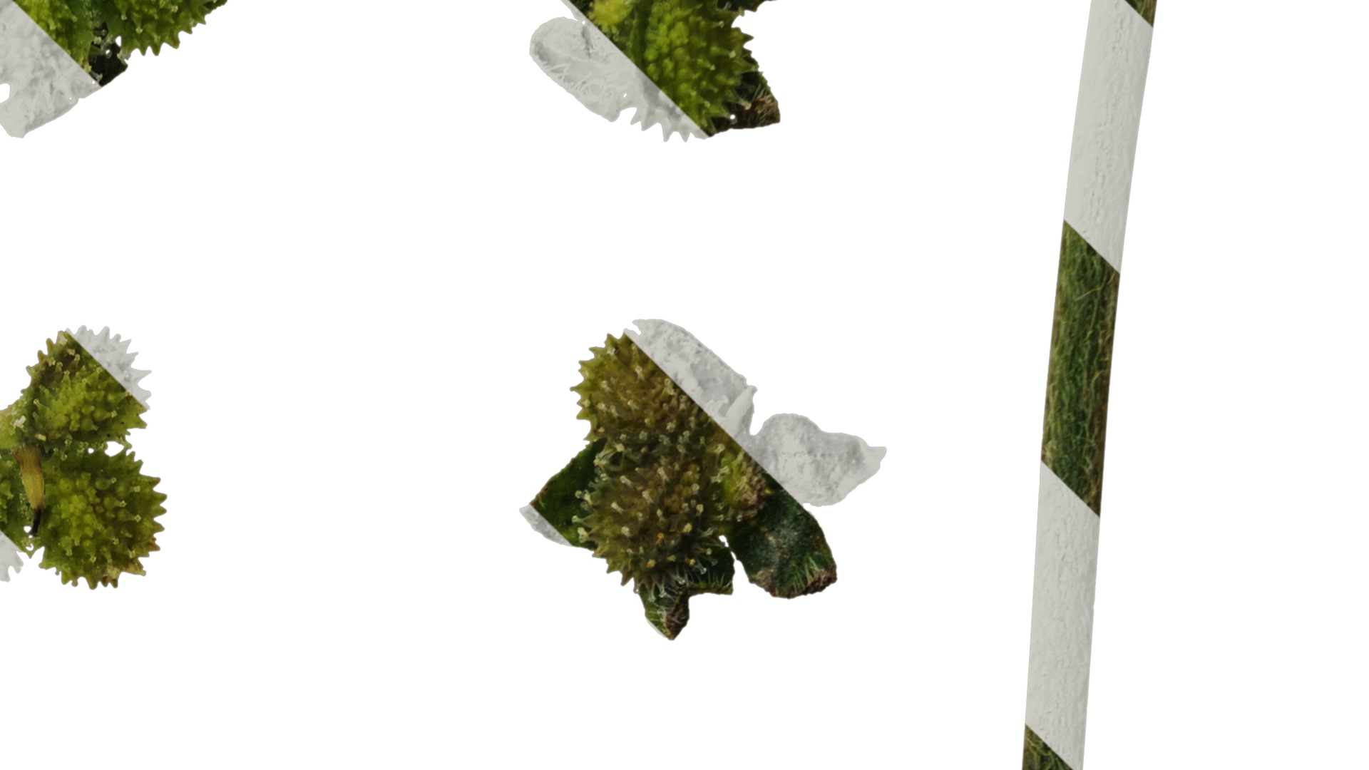 Anydrafts Microula sikkimensis Atlas 04 Texture_4