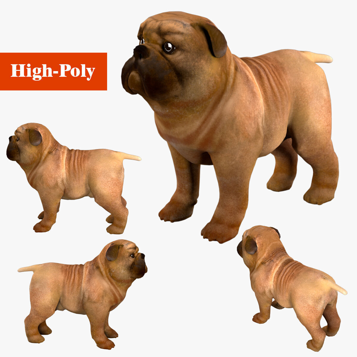 small dog bulldog  rig  high-poly  textured 3D model_1