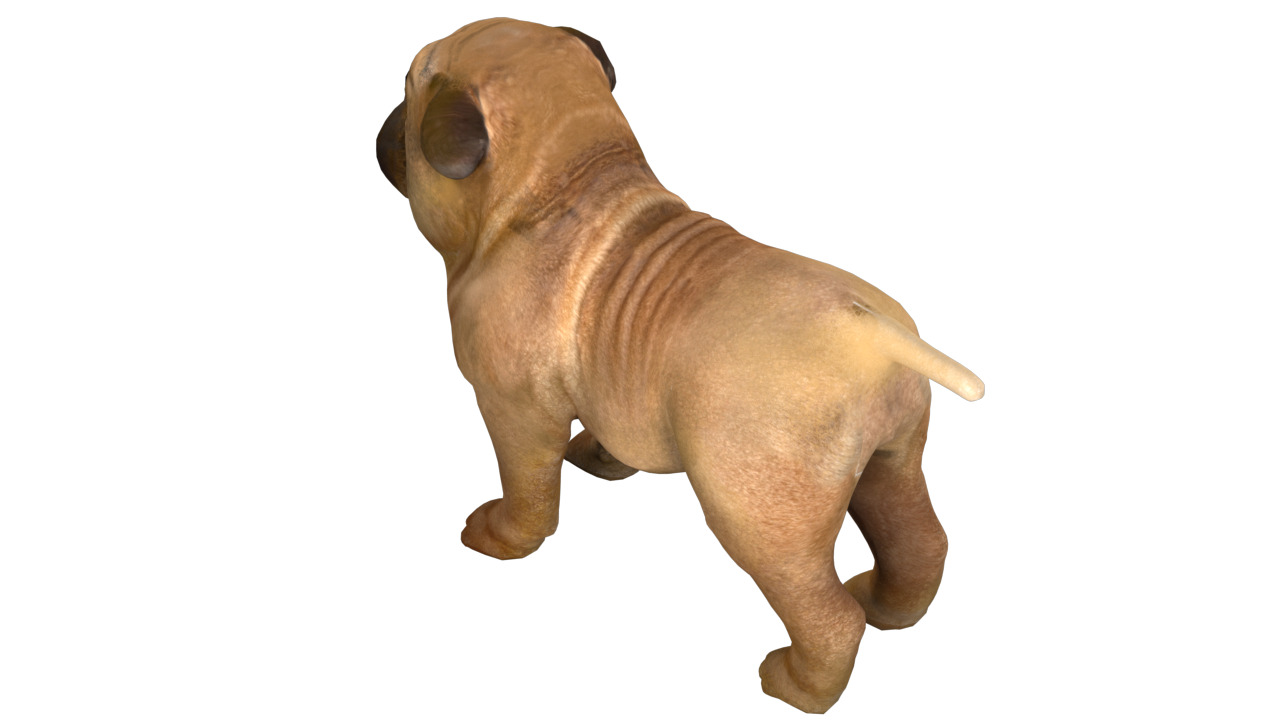 small dog bulldog  rig  high-poly  textured 3D model_9