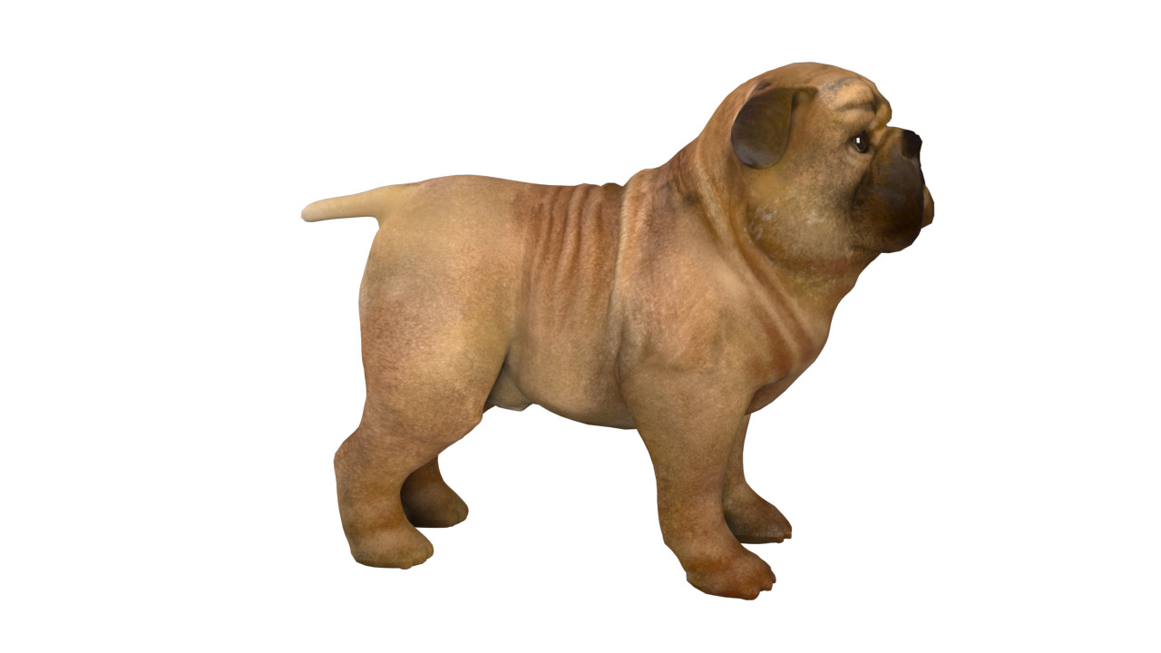 small dog bulldog  rig  high-poly  textured 3D model_10