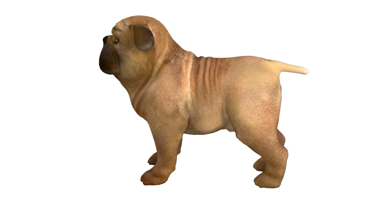small dog bulldog  rig  high-poly  textured 3D model_6