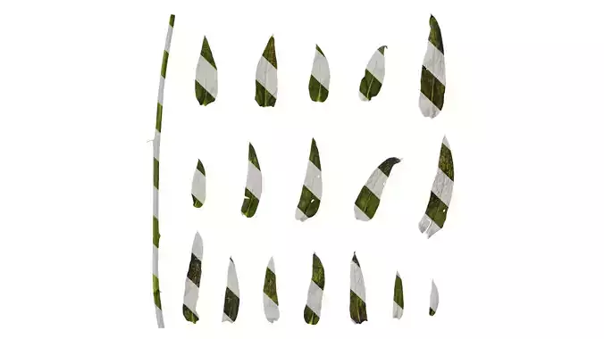 Anydrafts Microula sikkimensis Leaf 01