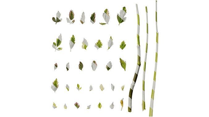Anydrafts Oenanthe javanica Leaf 01 Texture