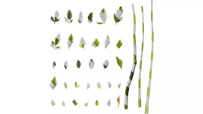 Anydrafts Oenanthe javanica Leaf 01