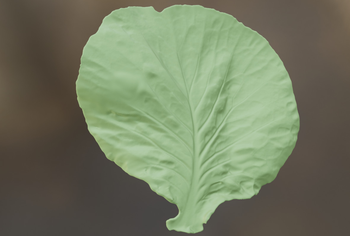 Cabbage leaf printing STL realistic vegetable leaf 3D print model_5