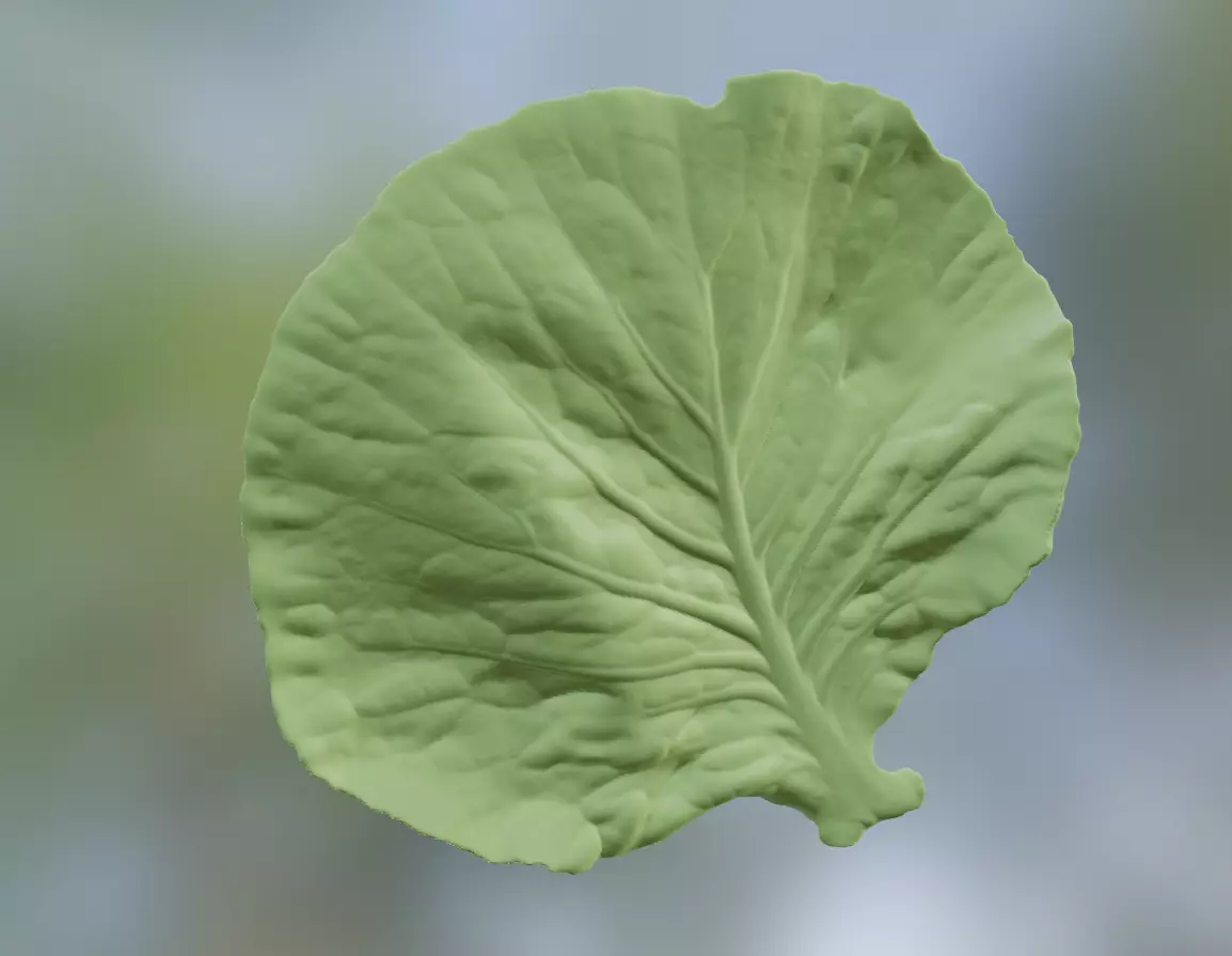 Cabbage leaf printing STL realistic vegetable leaf 3D print model_0
