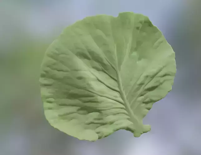 Cabbage leaf printing STL realistic vegetable leaf 3D print model