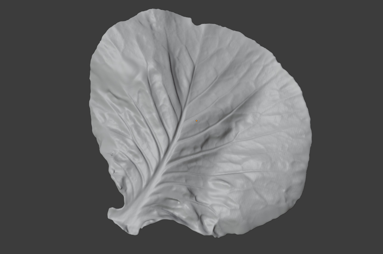 Cabbage leaf printing STL realistic vegetable leaf 3D print model_3