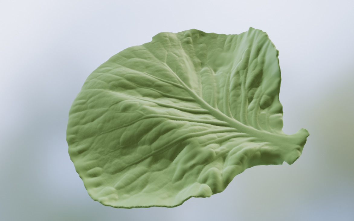 Cabbage leaf printing STL realistic vegetable leaf 3D print model_1