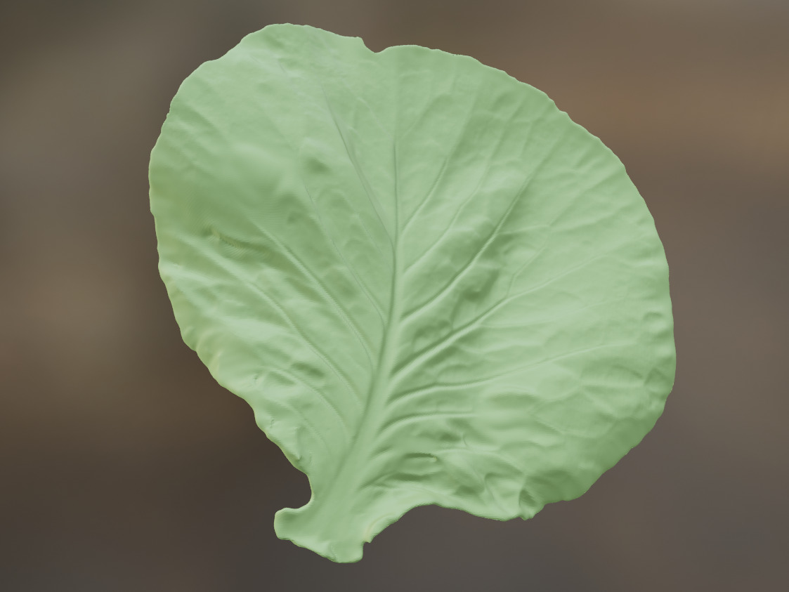 Cabbage leaf printing STL realistic vegetable leaf 3D print model_2