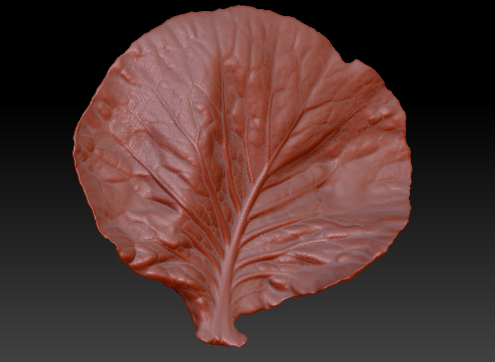 Cabbage leaf printing STL realistic vegetable leaf 3D print model_6