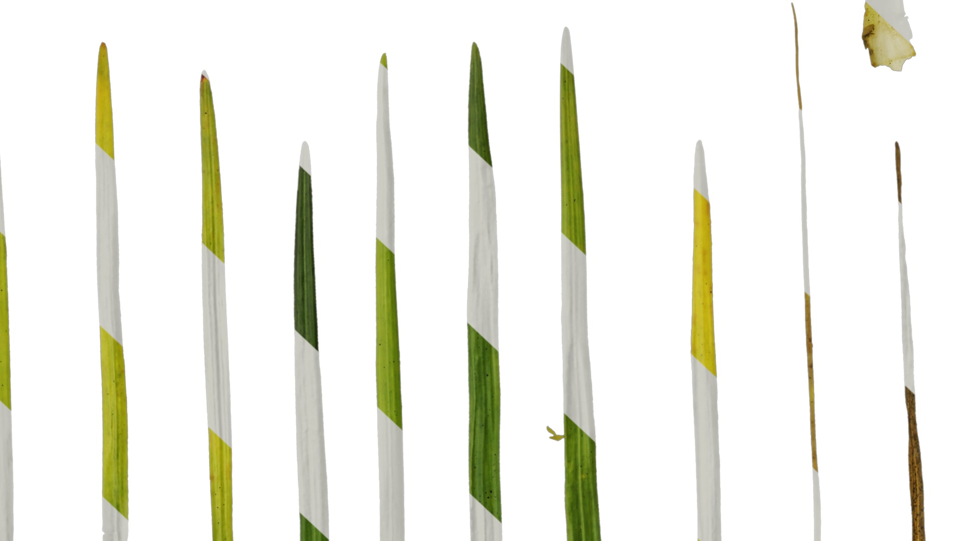 Anydrafts Ophiopogon bodinieri Leaf 01 Texture_7