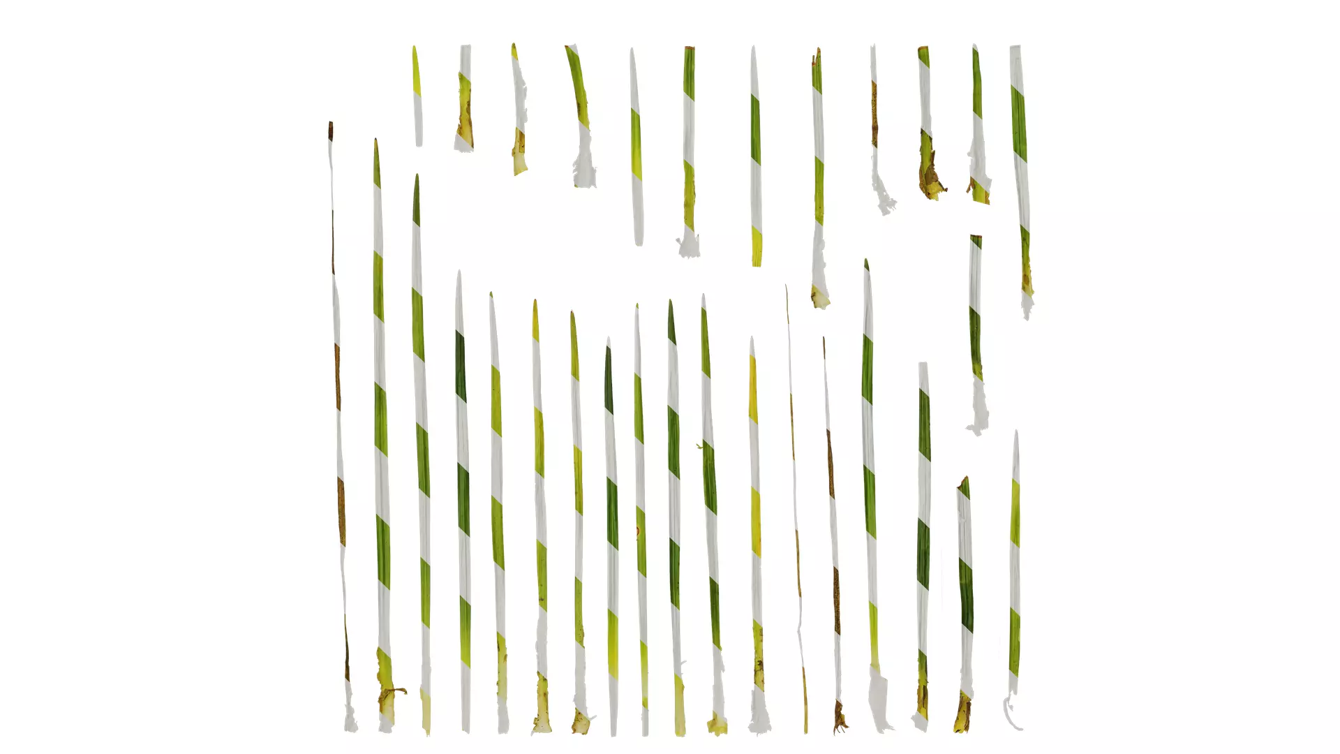 Anydrafts Ophiopogon bodinieri Leaf 01 Texture_0