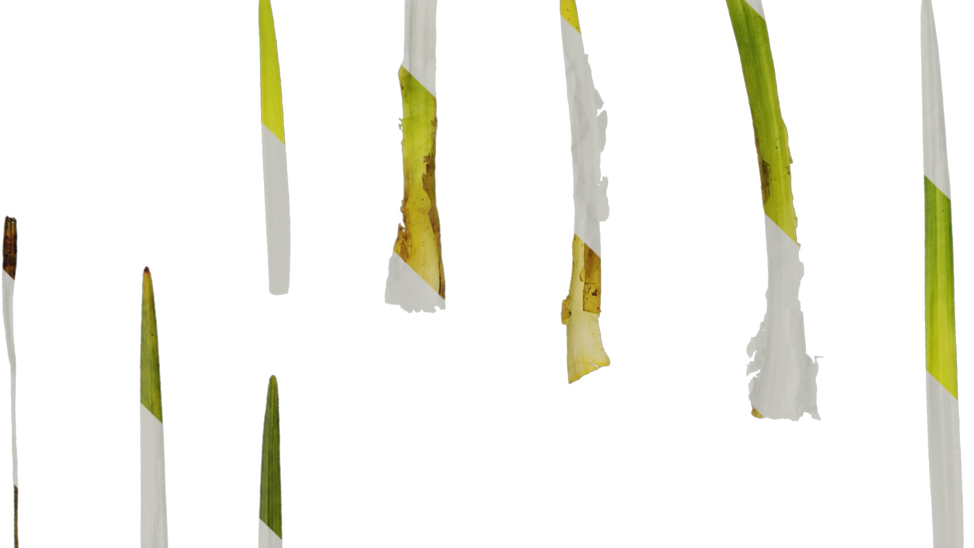 Anydrafts Ophiopogon bodinieri Leaf 01 Texture_1