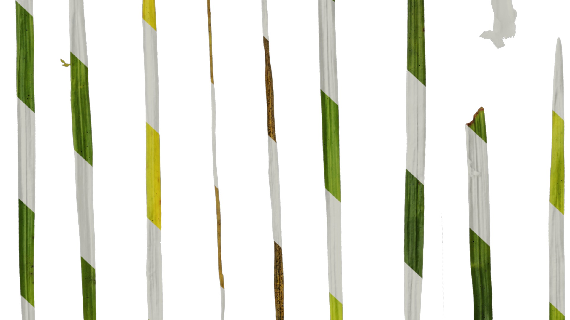 Anydrafts Ophiopogon bodinieri Leaf 01 Texture_6