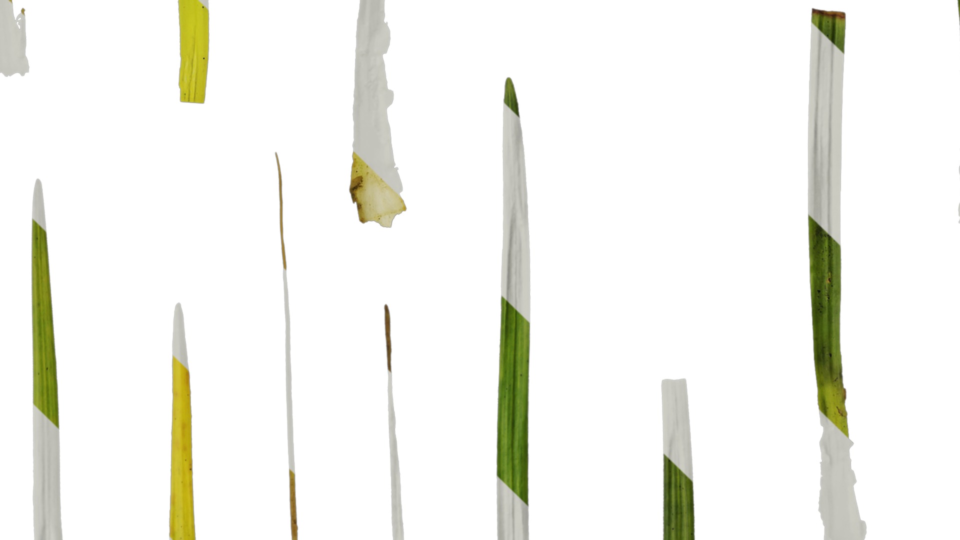 Anydrafts Ophiopogon bodinieri Leaf 01 Texture_4