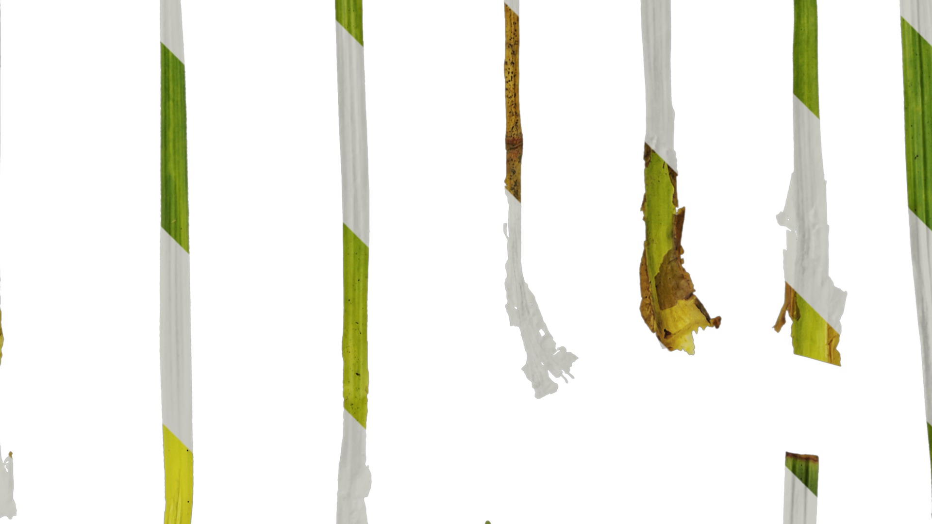 Anydrafts Ophiopogon bodinieri Leaf 01 Texture_2