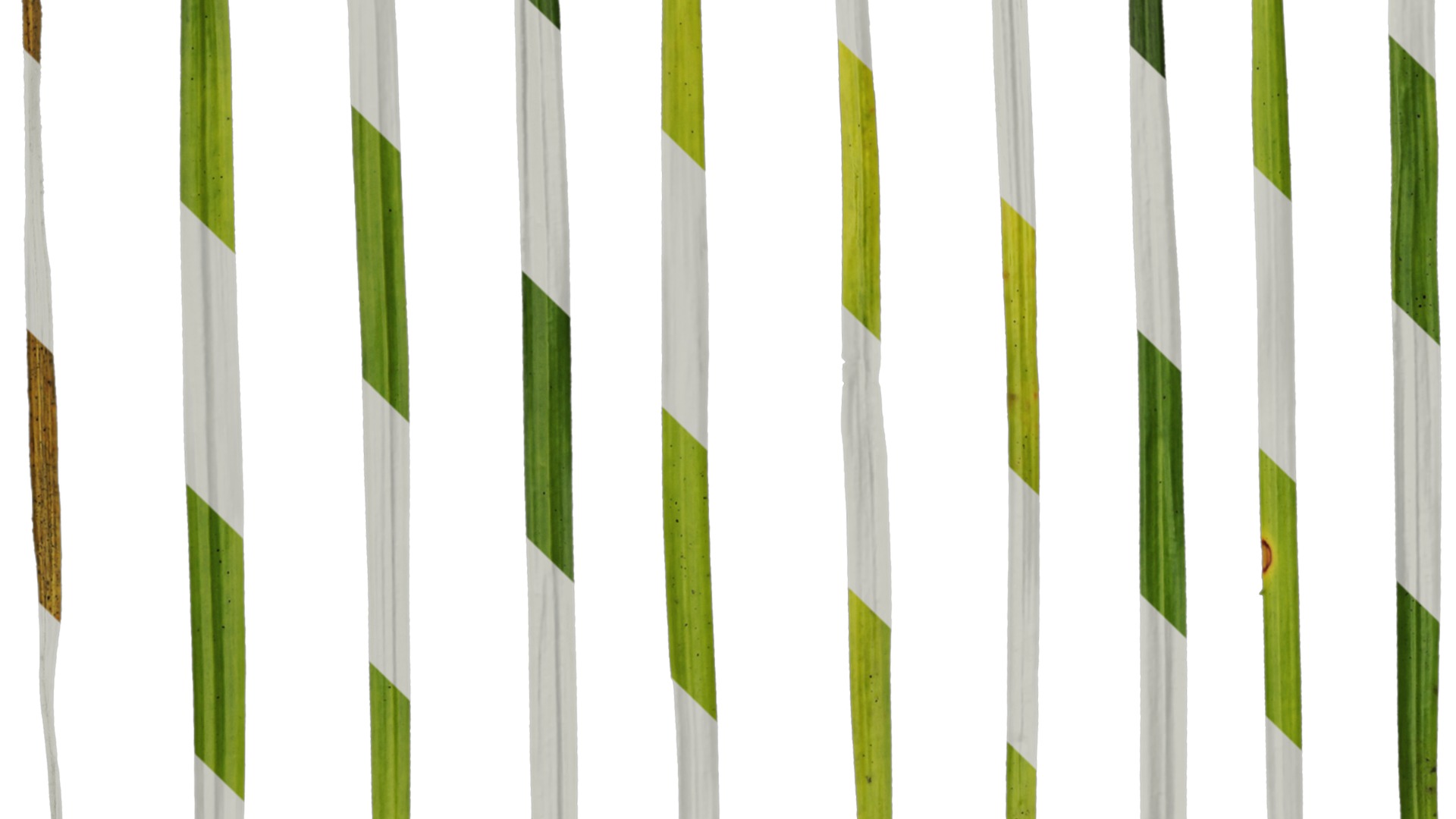 Anydrafts Ophiopogon bodinieri Leaf 01 Texture_5