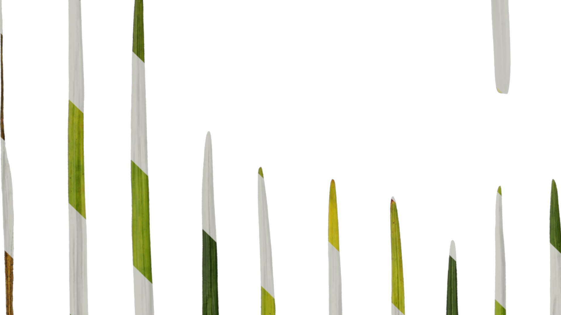 Anydrafts Ophiopogon bodinieri Leaf 01 Texture_3