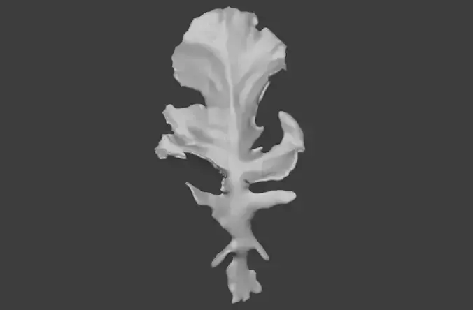 Cauliflower leaves 3D printed STL realistic vegetable leaves